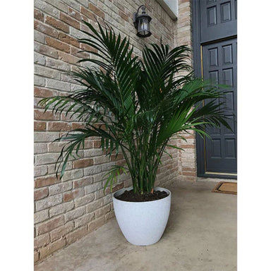 Exaco Planter - Medium Large - Spackled White