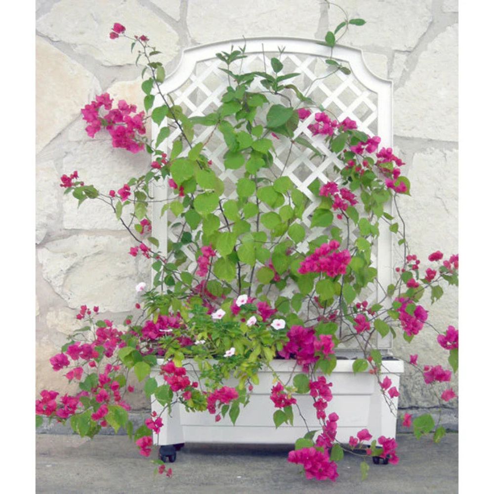 Exaco Calypso Planter with Trellis and Water Reservoir