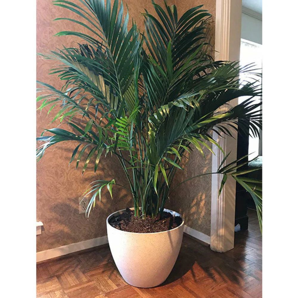 Exaco Planter - Medium Large - Spackled White