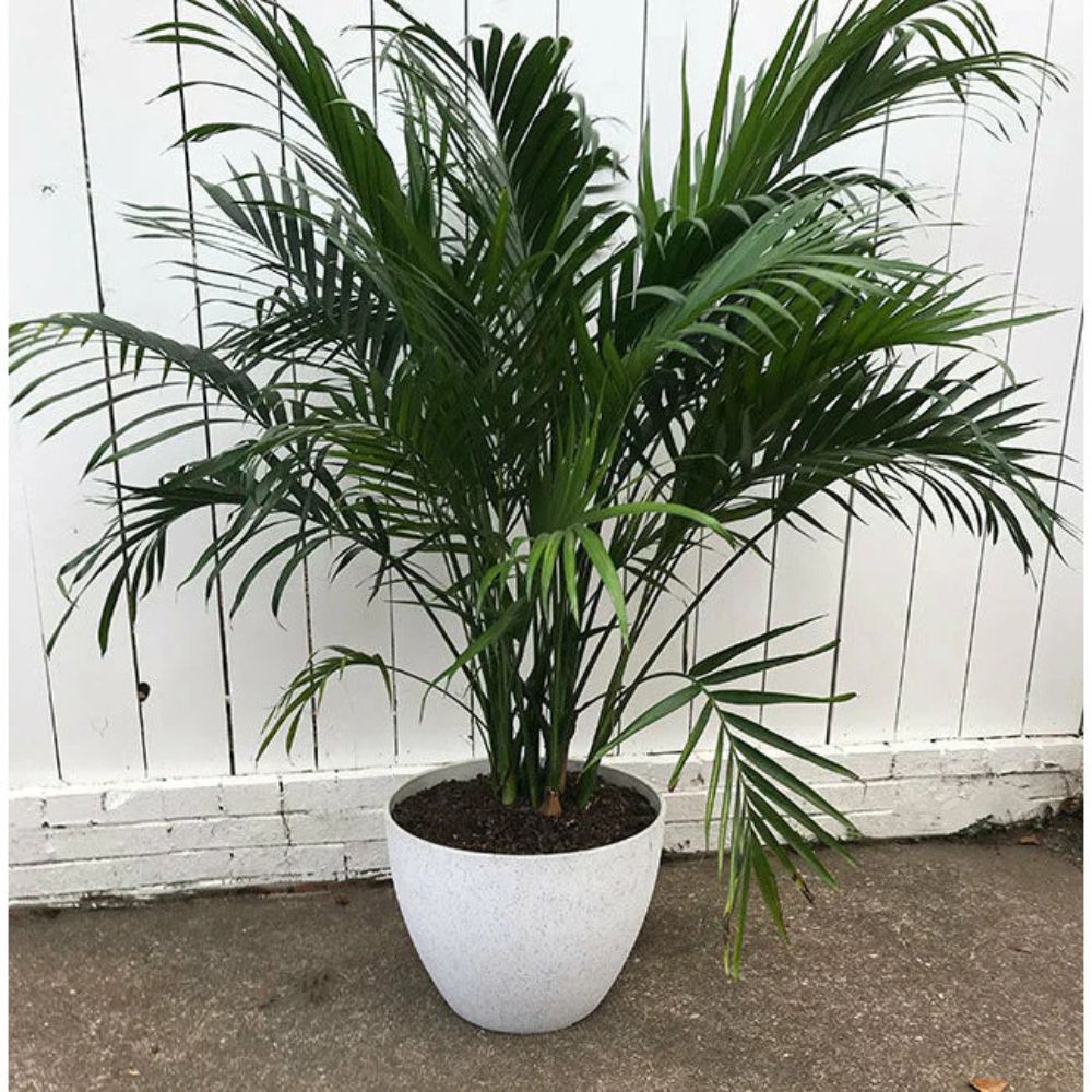 Exaco Planter - Medium Large - Spackled White