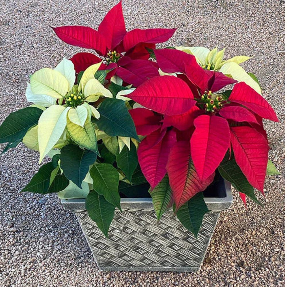 Exaco Square Sandstone Planters - Set of 2