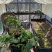 Janssens Junior Victorian Greenhouse Lifestyle
