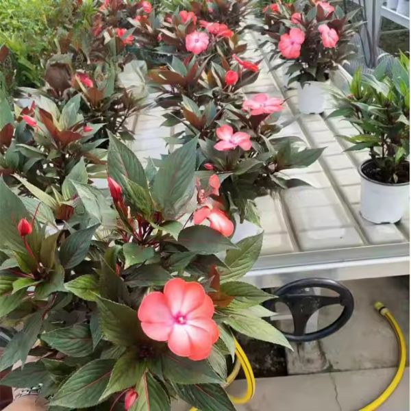 Rolling Table and Flow System ABS Flood Tray for Greenhouses