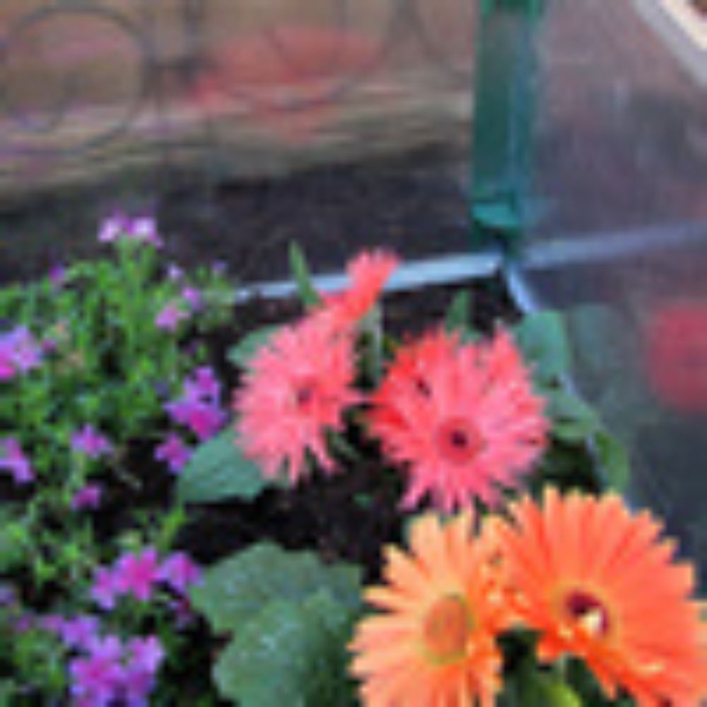 Juwel Easy-Fix Double Cold-Frame